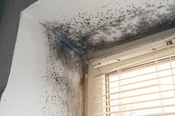 Affordable Crawl Space Mold Remediation solutions in Wallington, NJ